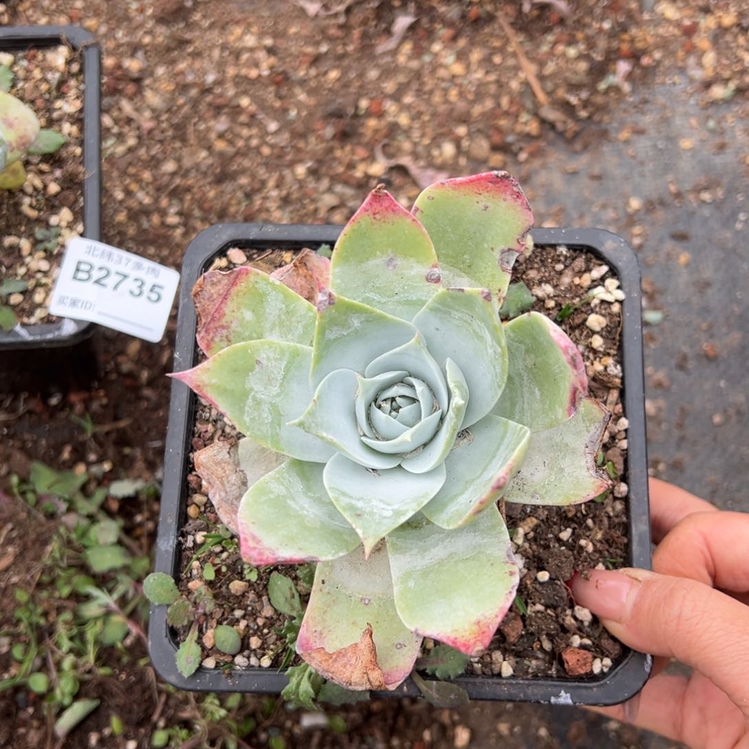 2737匍匐哈哈哈哈哈哈