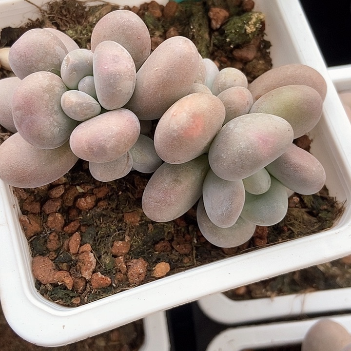 多肉植物222多肉