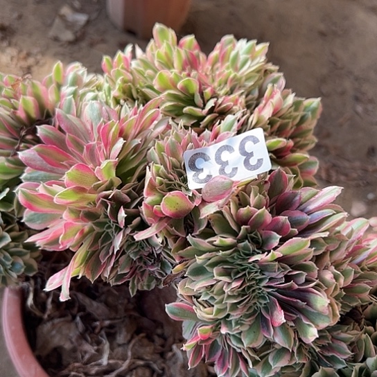 ****雨多肉植物一个女巫333