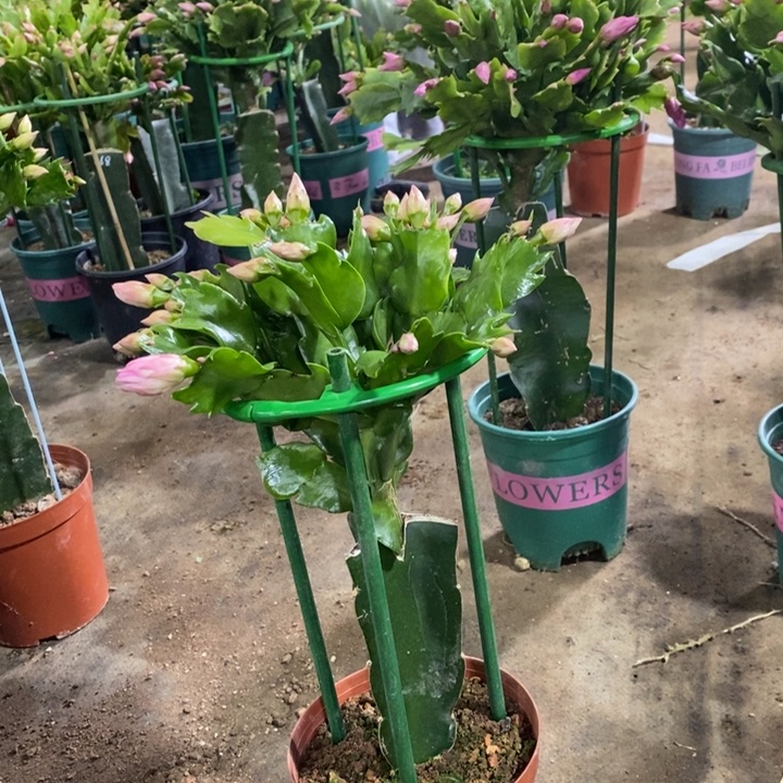 当前无花栽培后可以开花随*❤910嫁接073