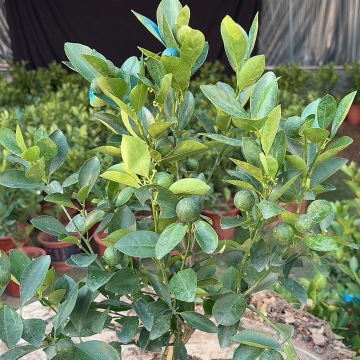 无花朵四季桔一物一拍22米