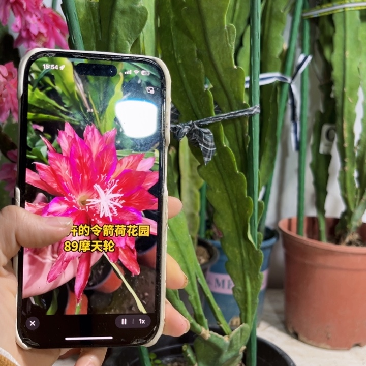 当前无花栽培后可以开花083