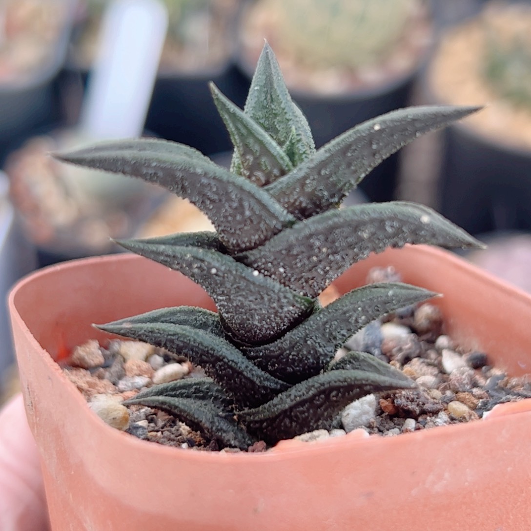 硬叶十二卷尼古拉