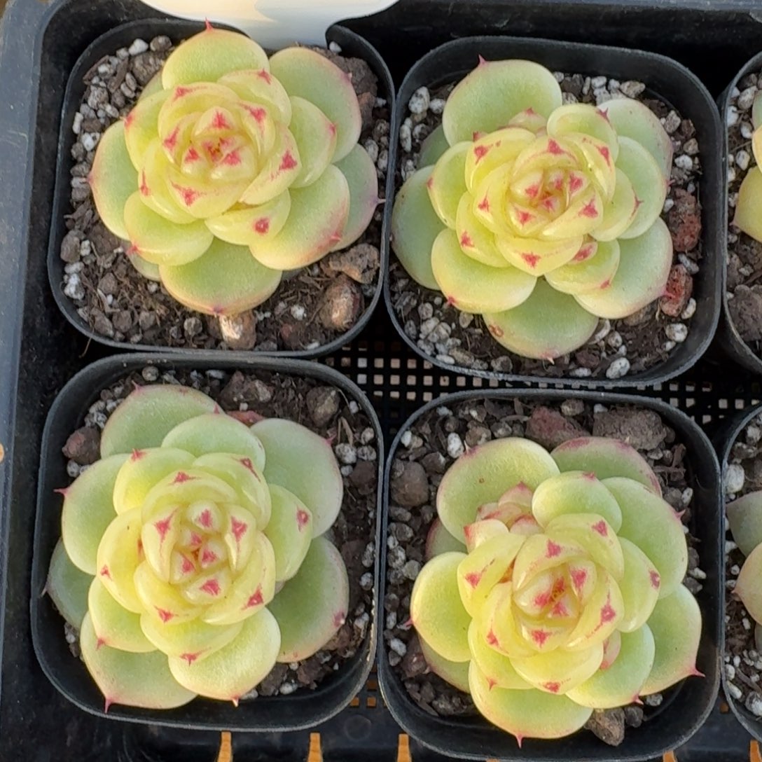 0103-087-宝拉珍妮一颗量拍