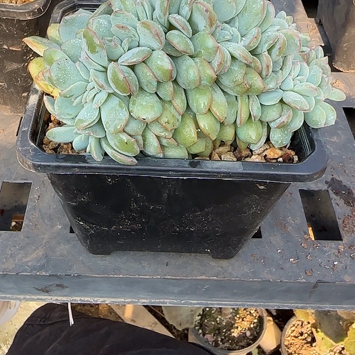 茂***6青蛙王子儿童牙膏。。