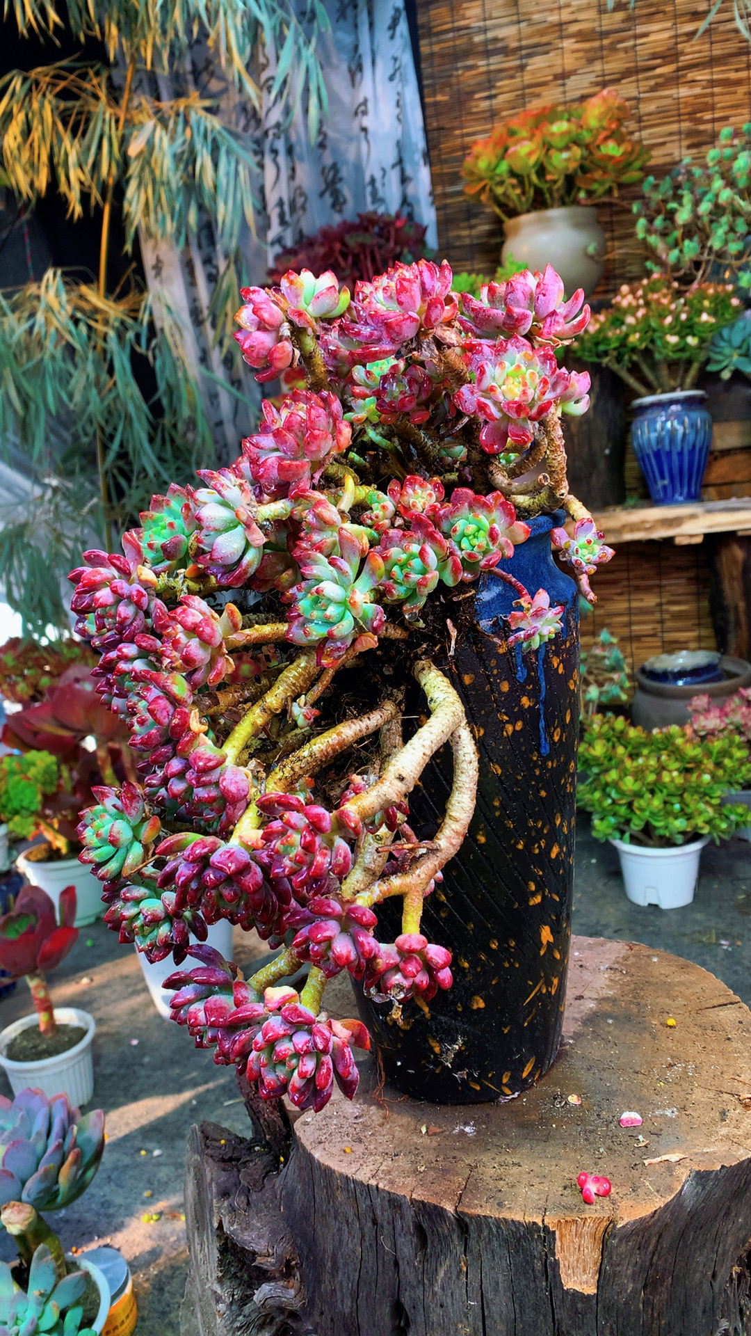 w老桩蓝苹果 盆喜阳耐旱 新手好养 带盆带土发货