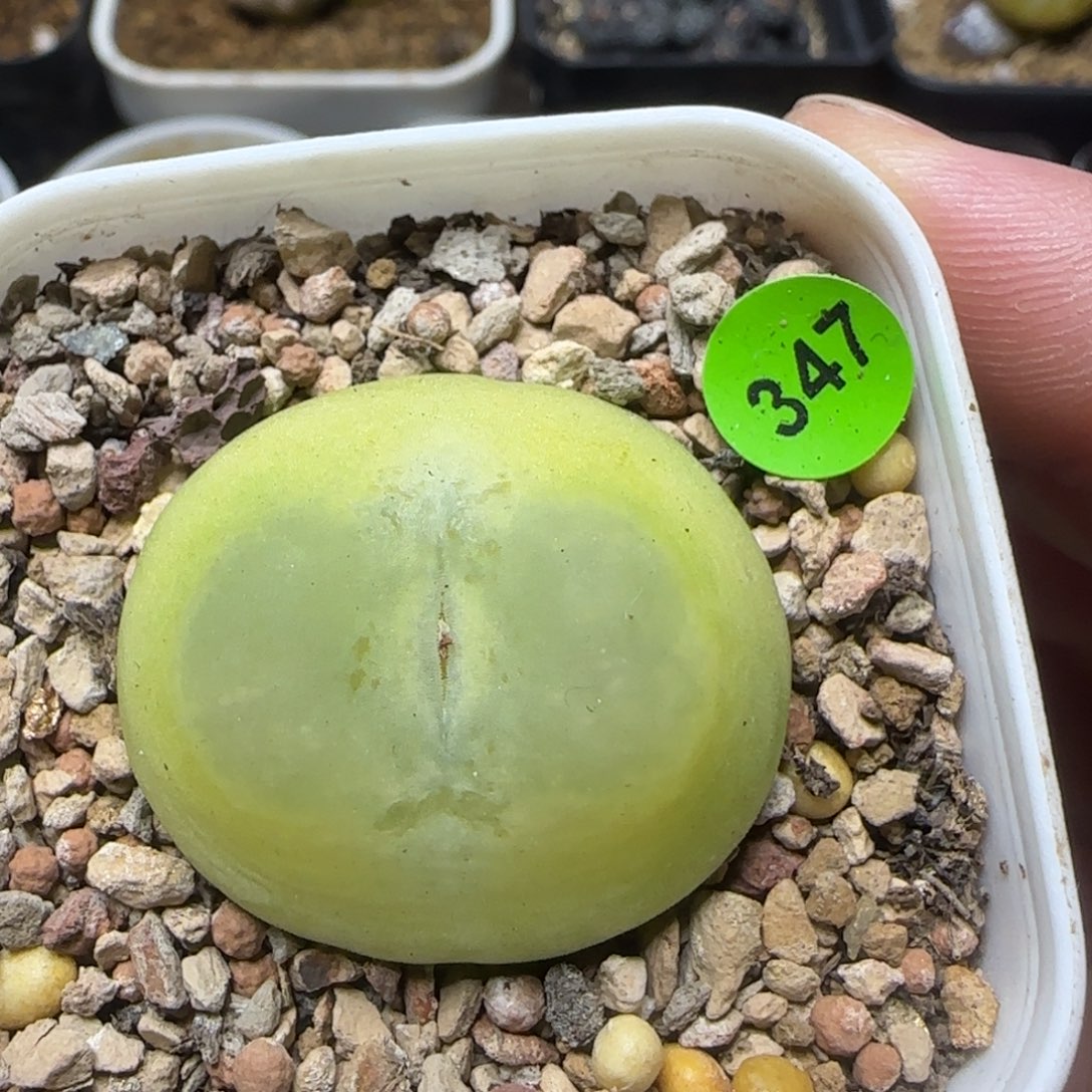 拉登3.2多肉植物347
