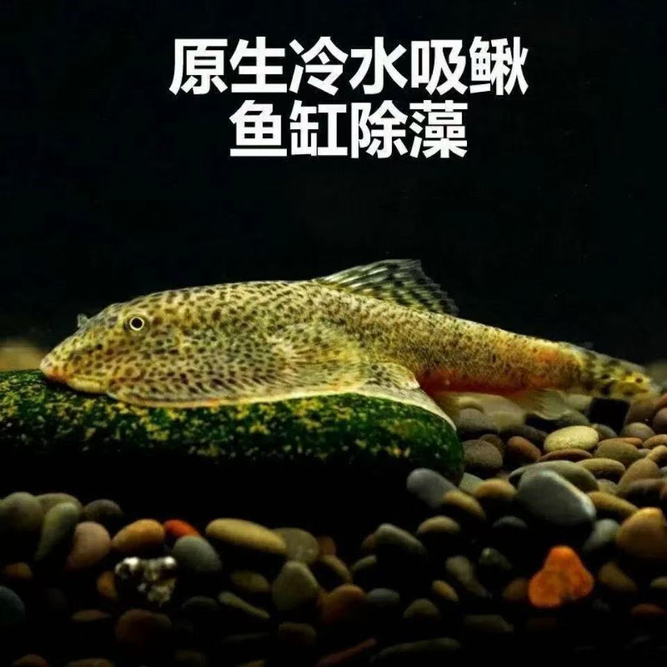 贵州爬岩鳅小提琴琵琶鱼双吸盘冷水工具鱼原生鱼清道夫底栖吃残渣