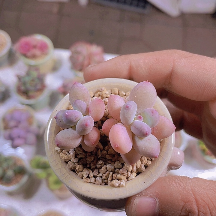 *****苹果奶带土带盆发货