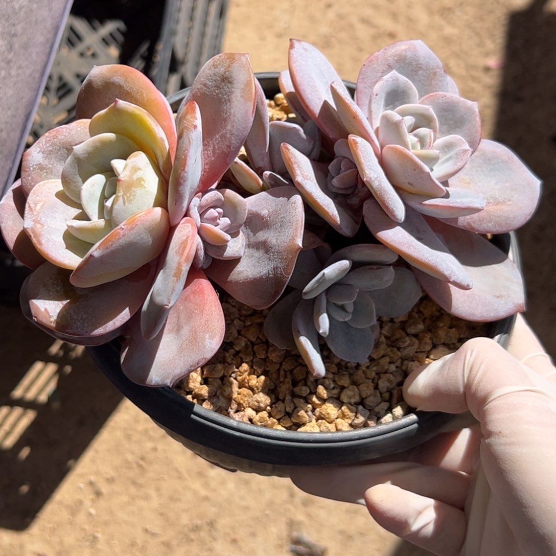 新年快乐 新年快乐 新年快乐