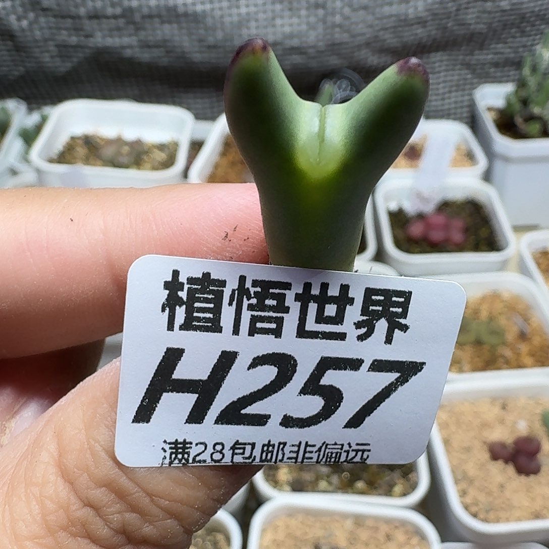 多肉植物的人生fgh