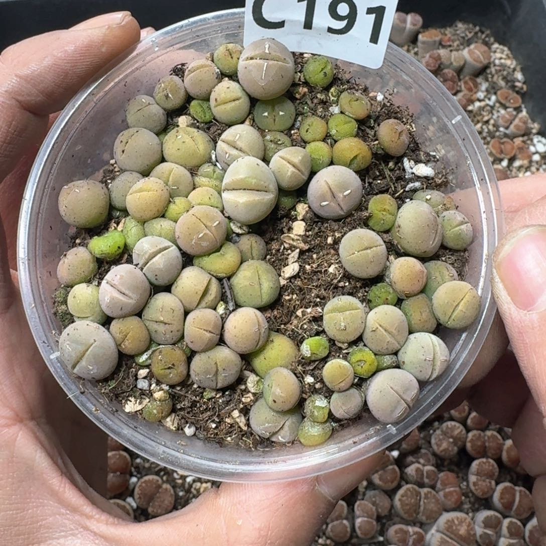 C191 绿春桃一盒。好东西