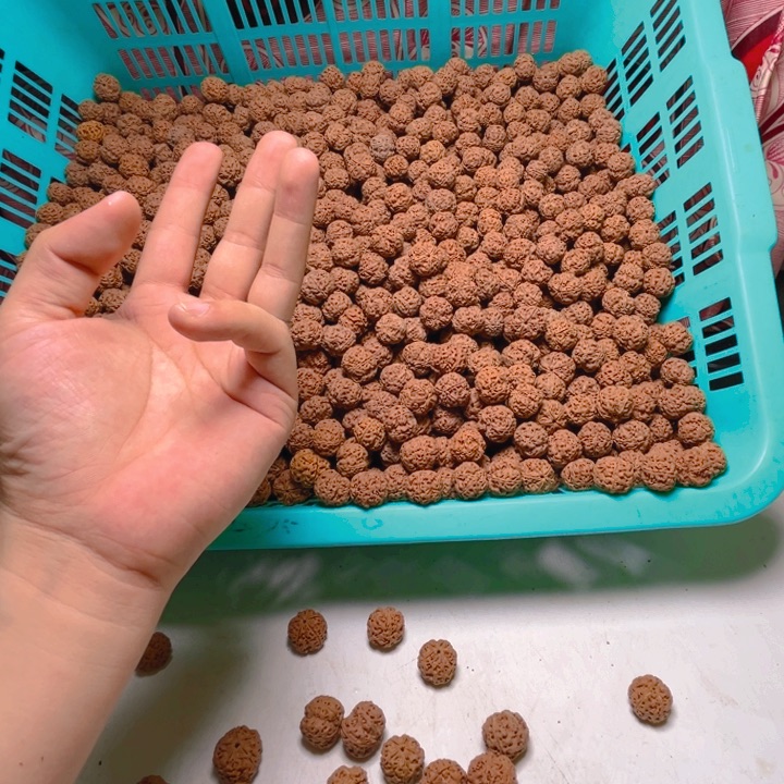 恩***金刚菩提手串梁散籽主力22