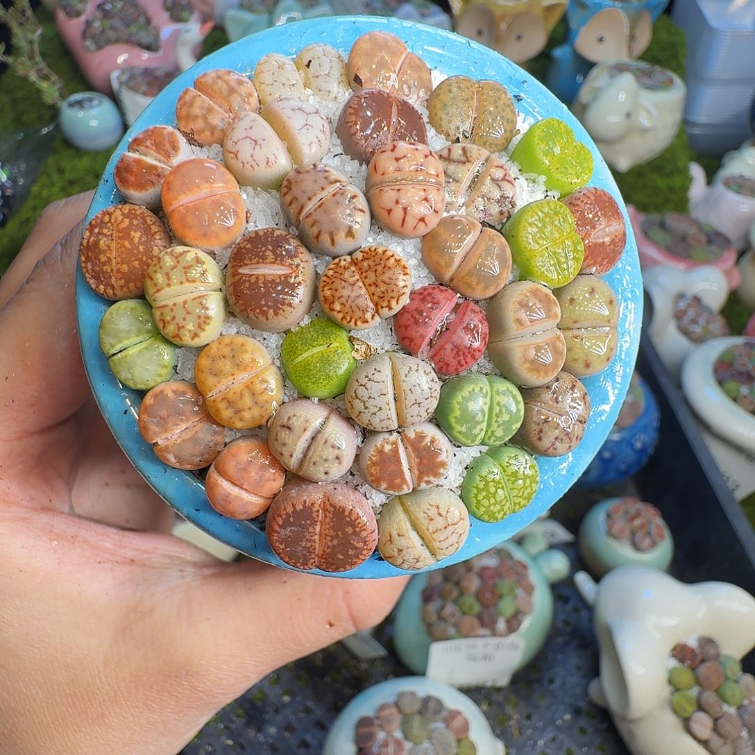 z***u多肉葡萄的味道真的1156