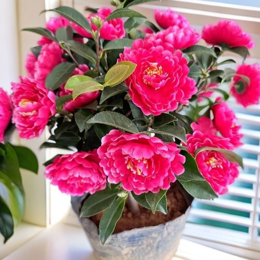 精品带花苞茶梅花苗盆景茶梅球四季常青耐寒花卉易养活阳台室外