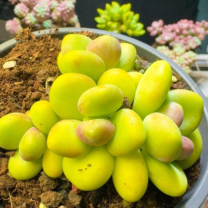 金色芒果奶KK奶酪金蝉多肉植物盆栽带盆带土可防辐射净化空气绿植