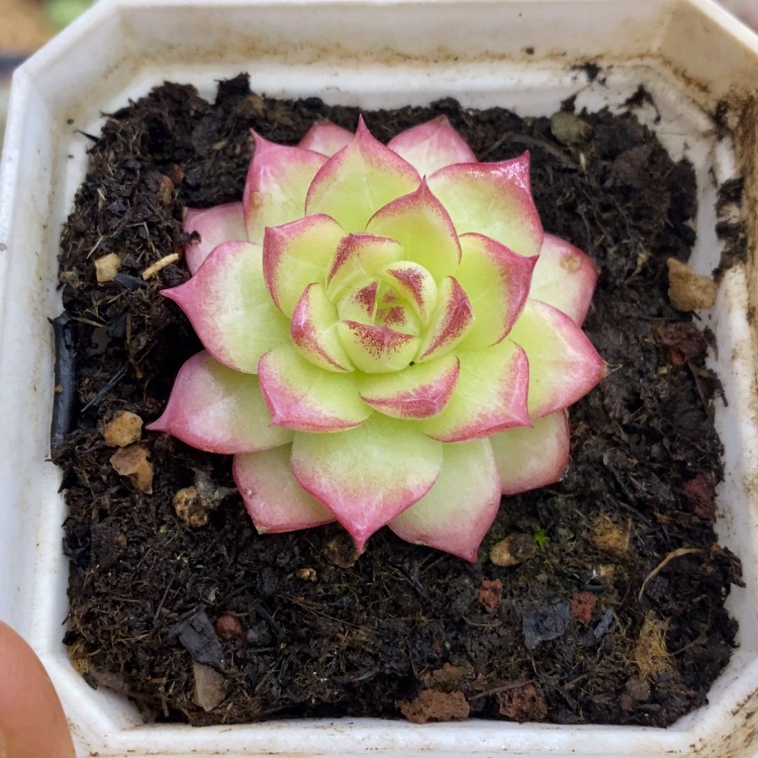 精品多肉一物一拍不包整8