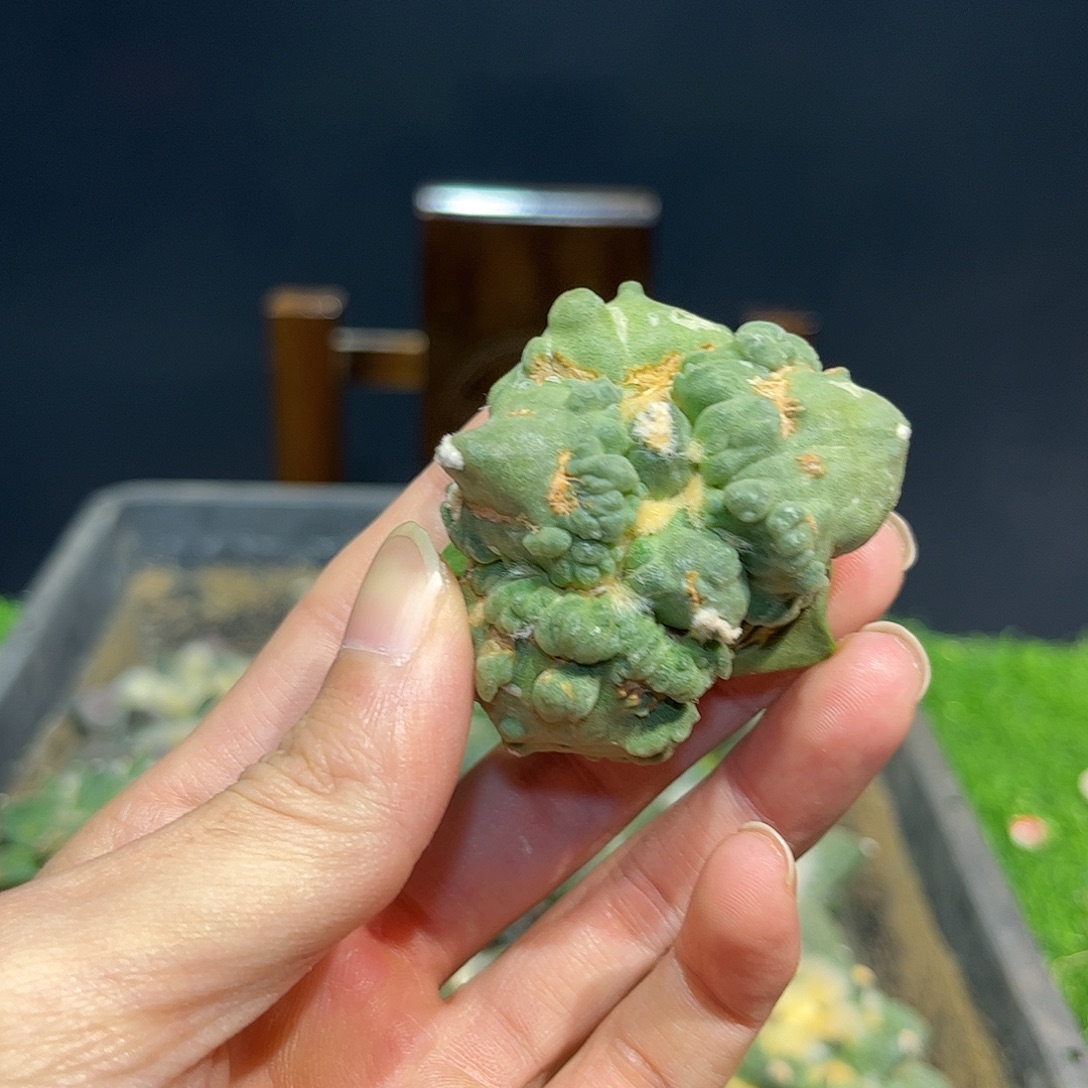 6号自根战损河豚怒