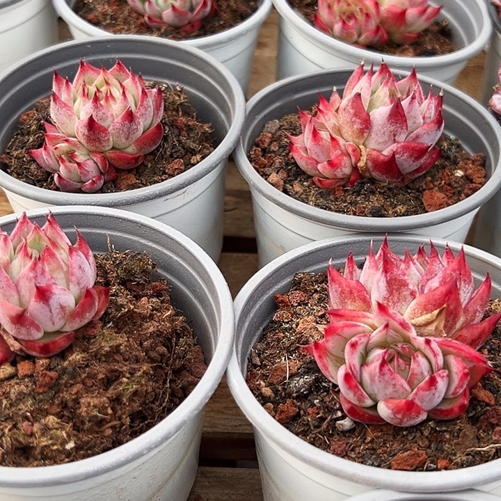       双头     小惊鸿