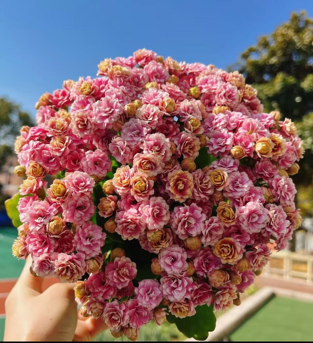  【李先生】安娜公主~长寿带花苞（直播间展示为准）