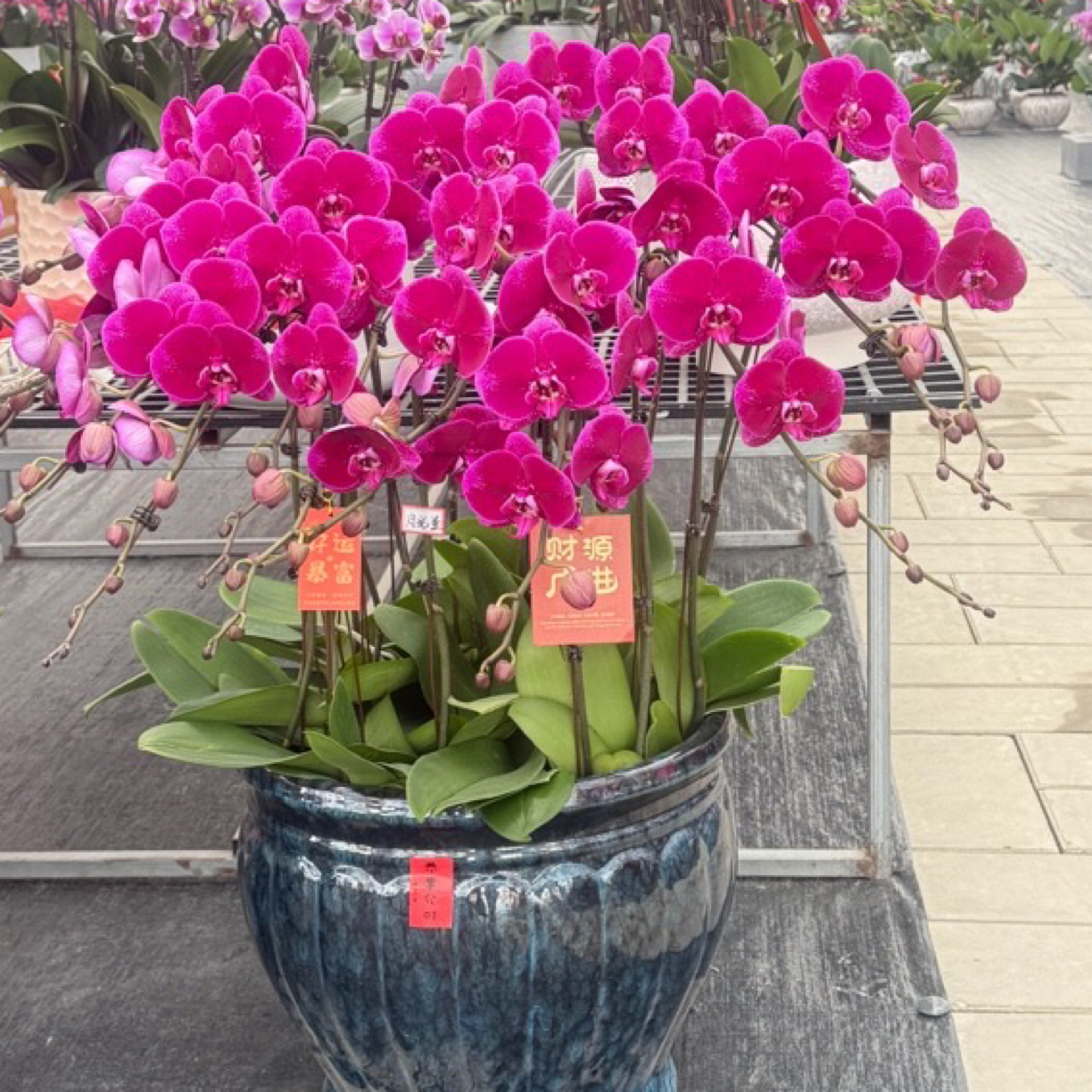 苏州16株精品蝴蝶兰盆栽乔迁贺喜送礼高档盆栽连盆送货上门