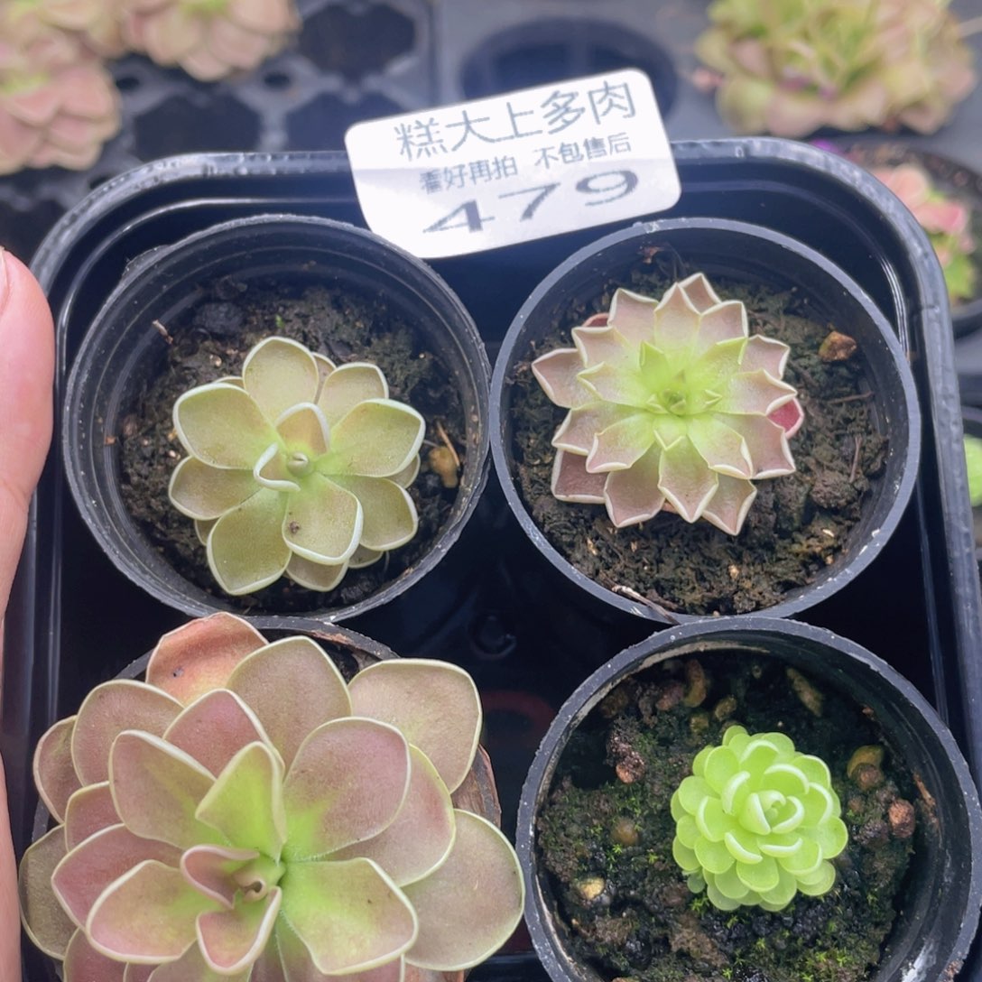 糕大上多肉植物479