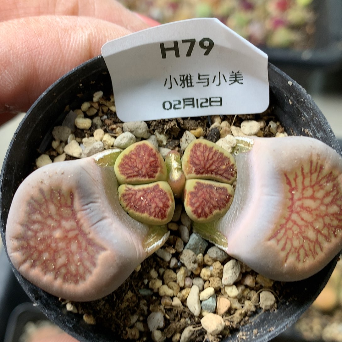 H79多肉植物保护研究所