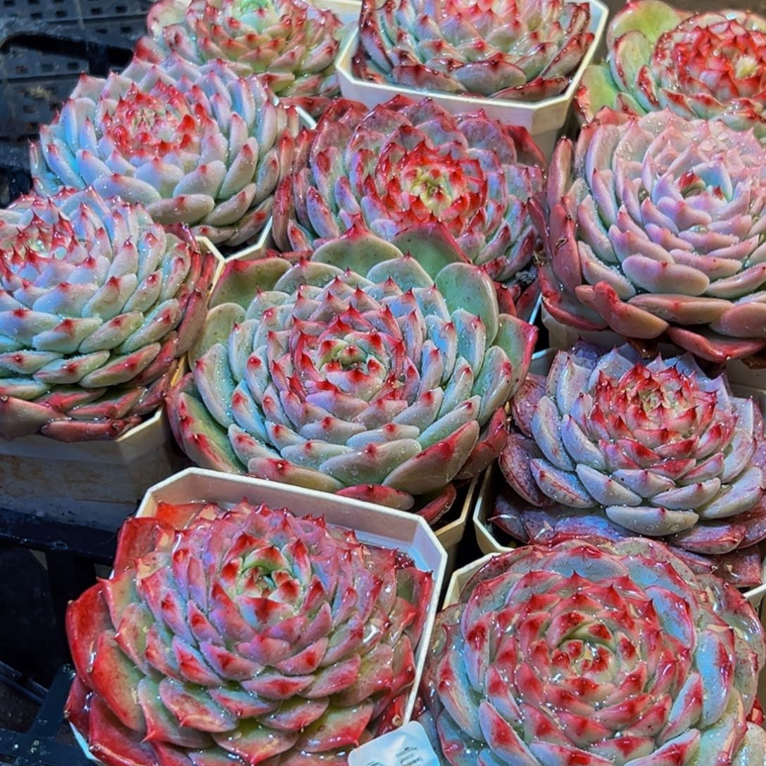 671多肉葡领导人物库资料显示