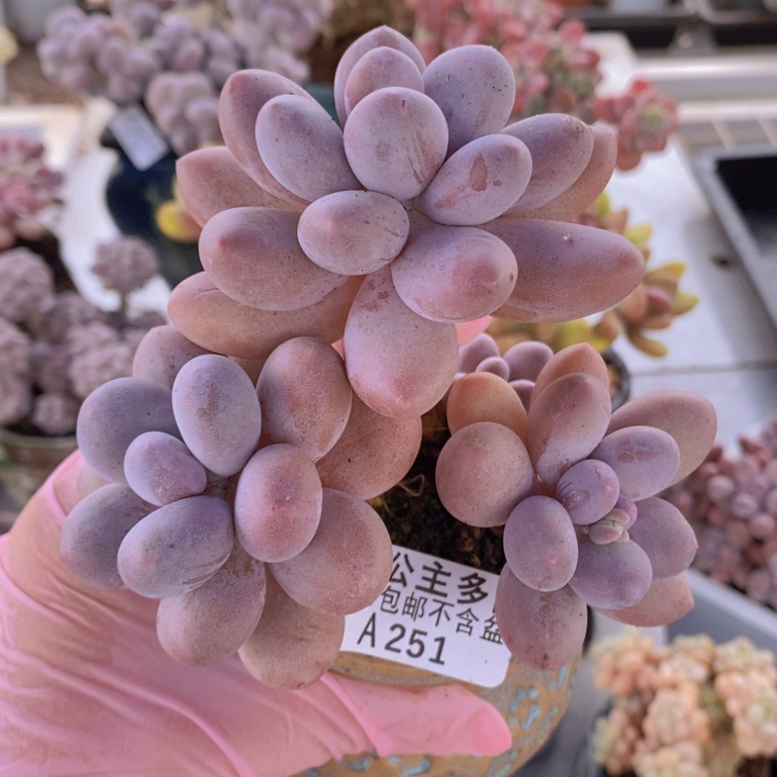 汤圆老桩10cm251多肉植物