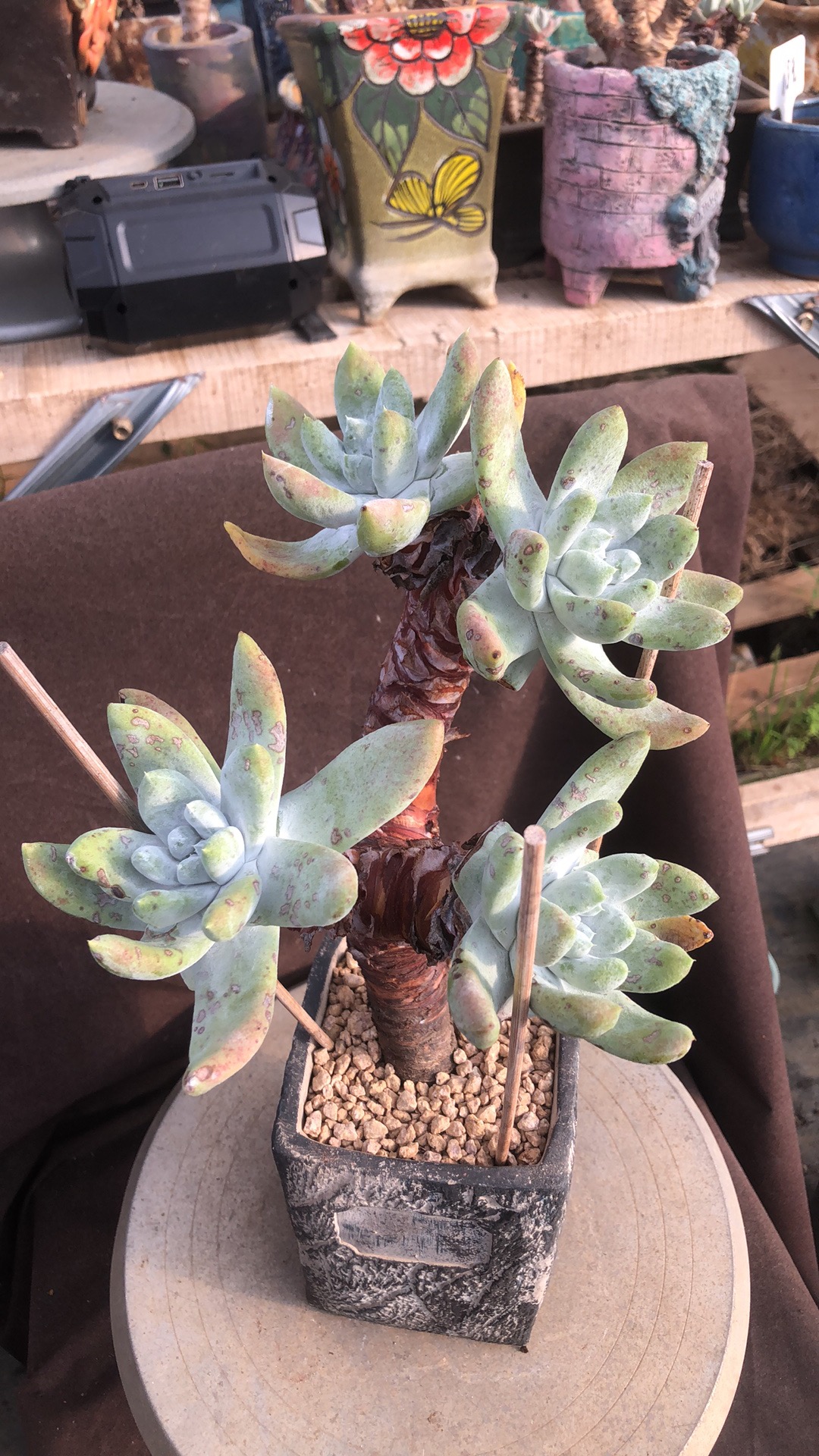多肉植物拇指高桩老桩