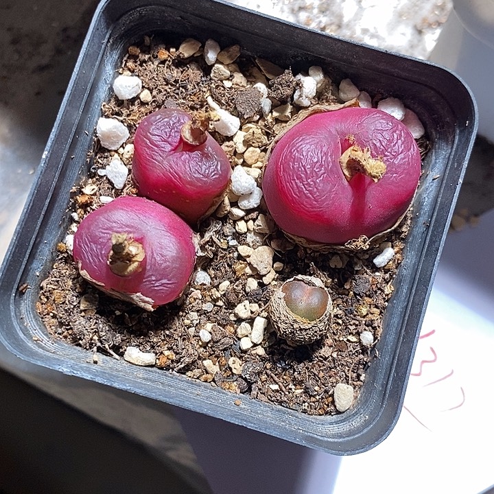 *****31317。     一盒。    带盆。 