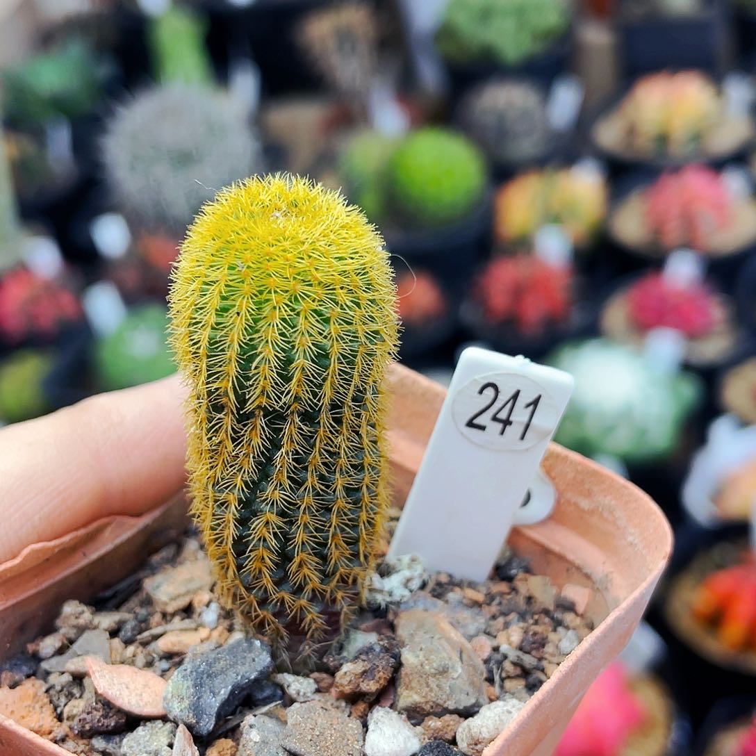 非偏远地区满25包邮仙人球