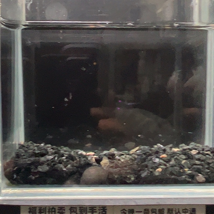 斗鱼竞拍跑单拉黑2日