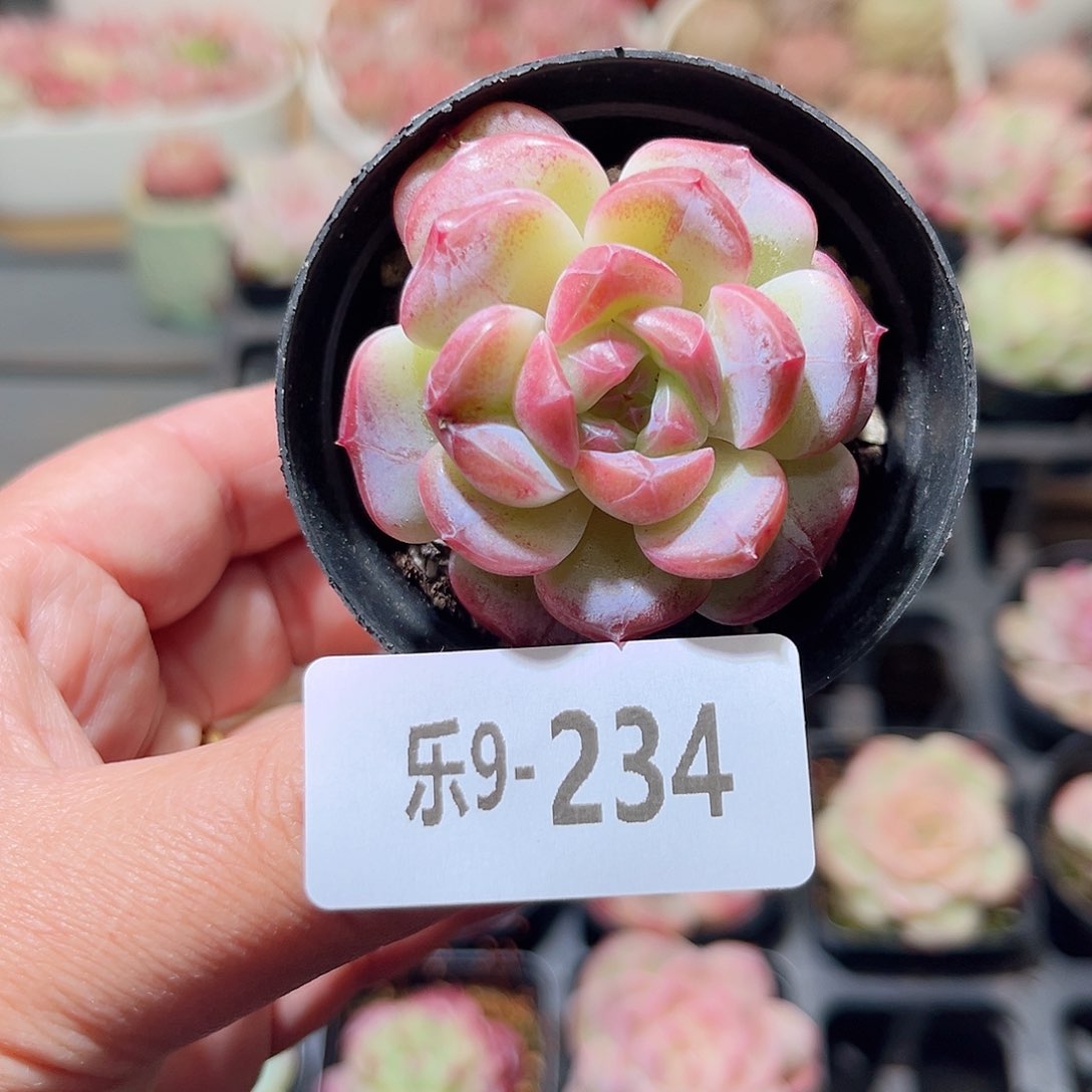 乐9-234 新品单头 