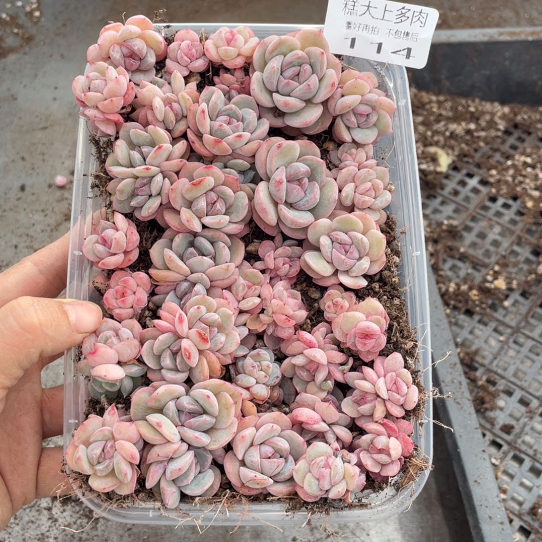 糕大上多肉植物114