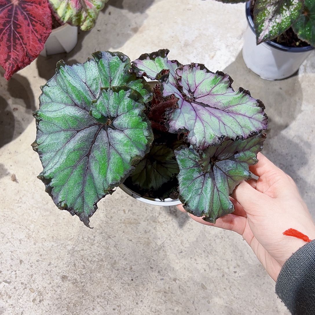 快***儿完全开放北极光秋海棠