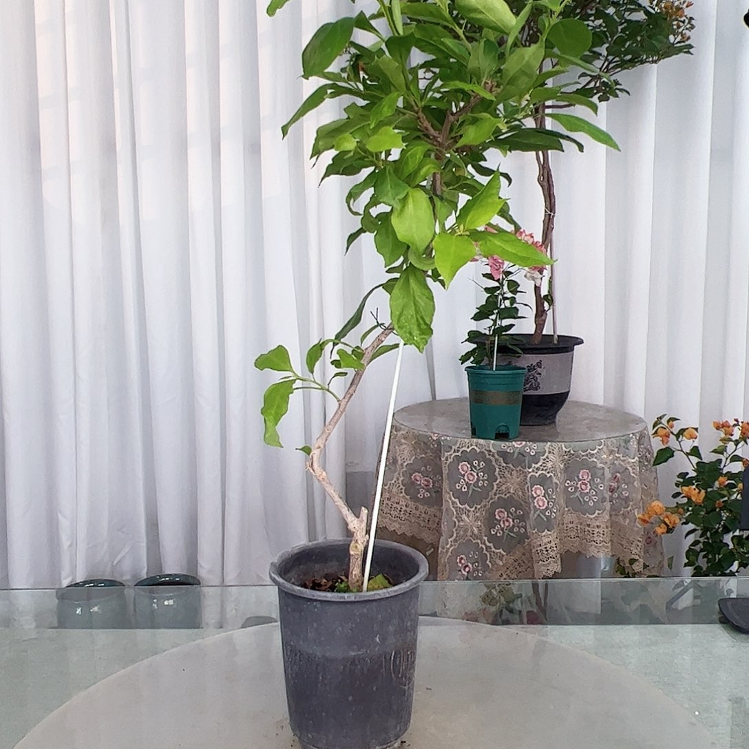 当前无花栽培后可以开花金夫人独杆棒棒糖一颗