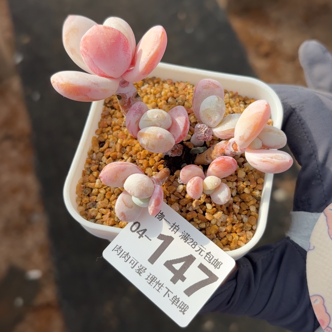 雪美人无盆土发货