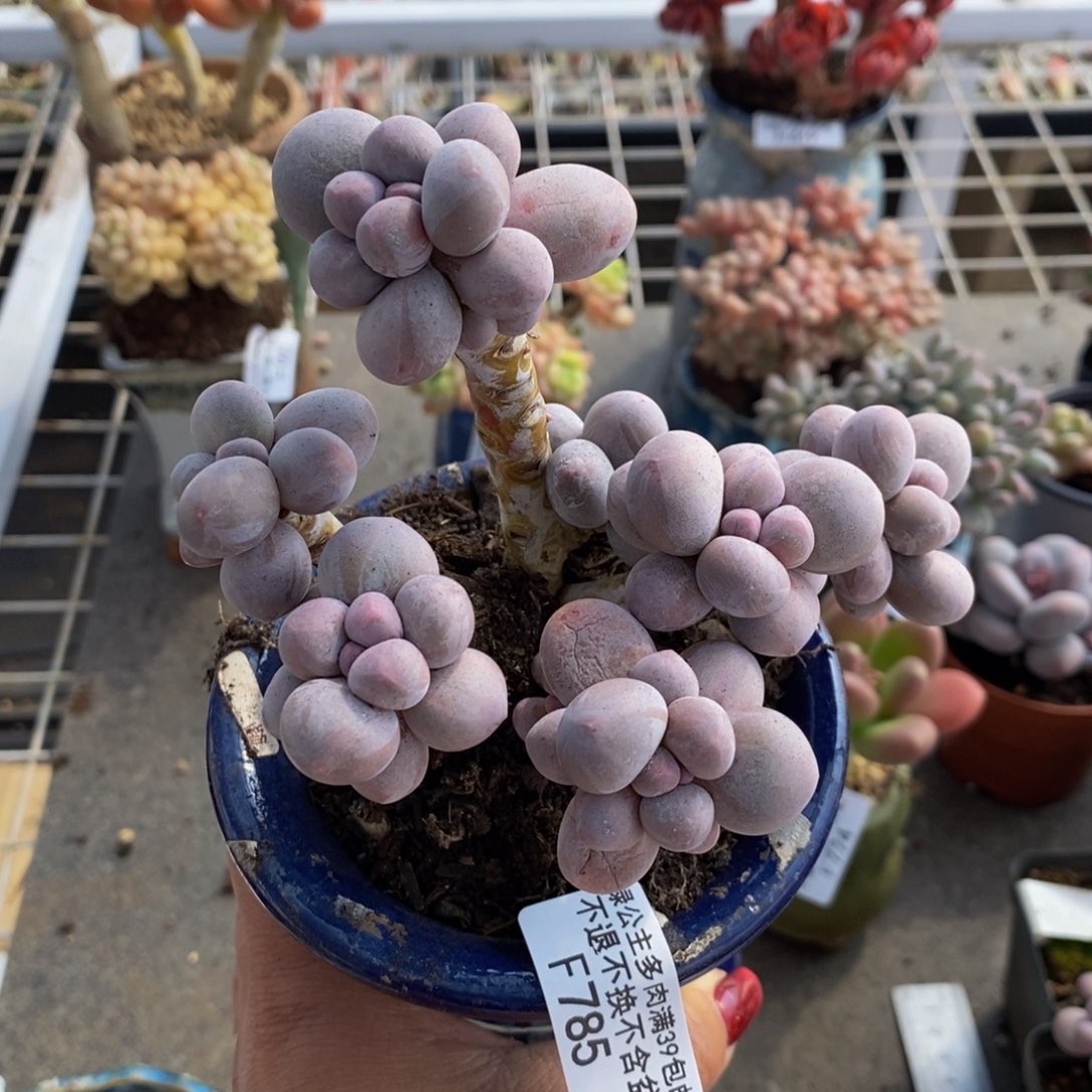 香水手指785/10c m