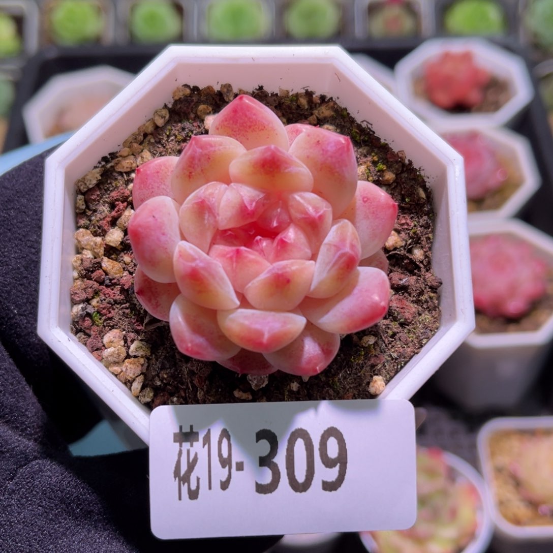 花利美19-309秘境冰魄