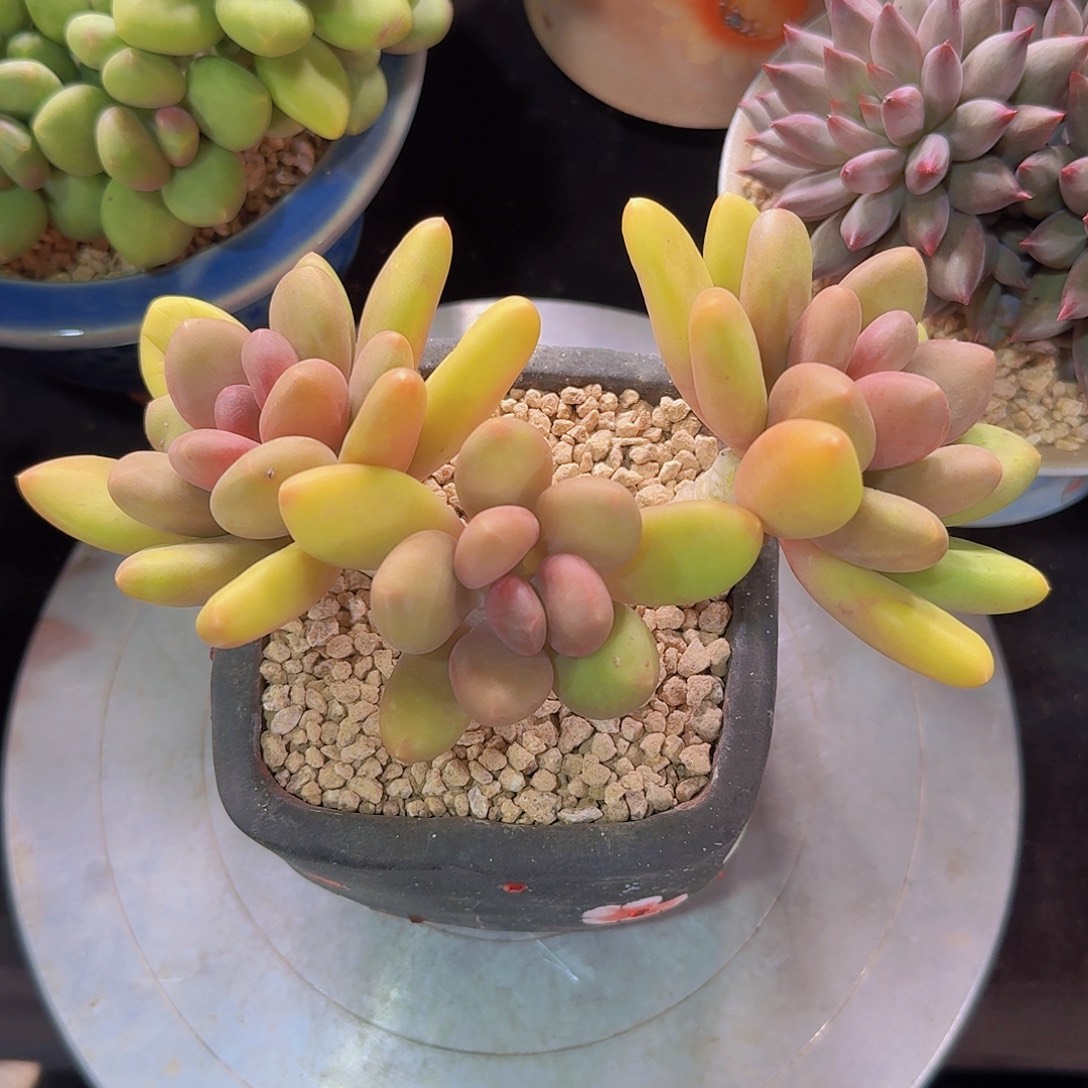 芒果奶多肉一物一拍