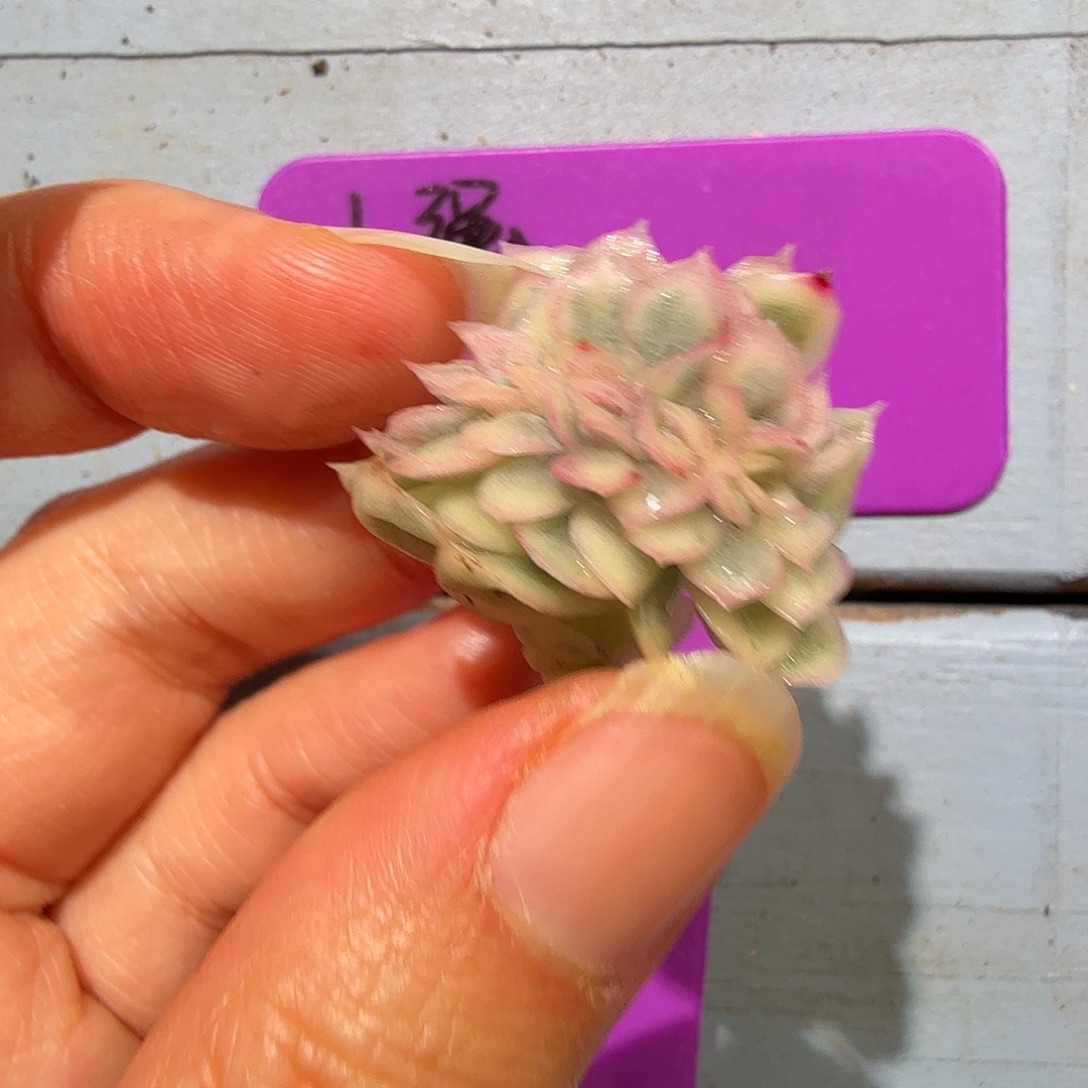 小***强东云锦缀，多肉植物