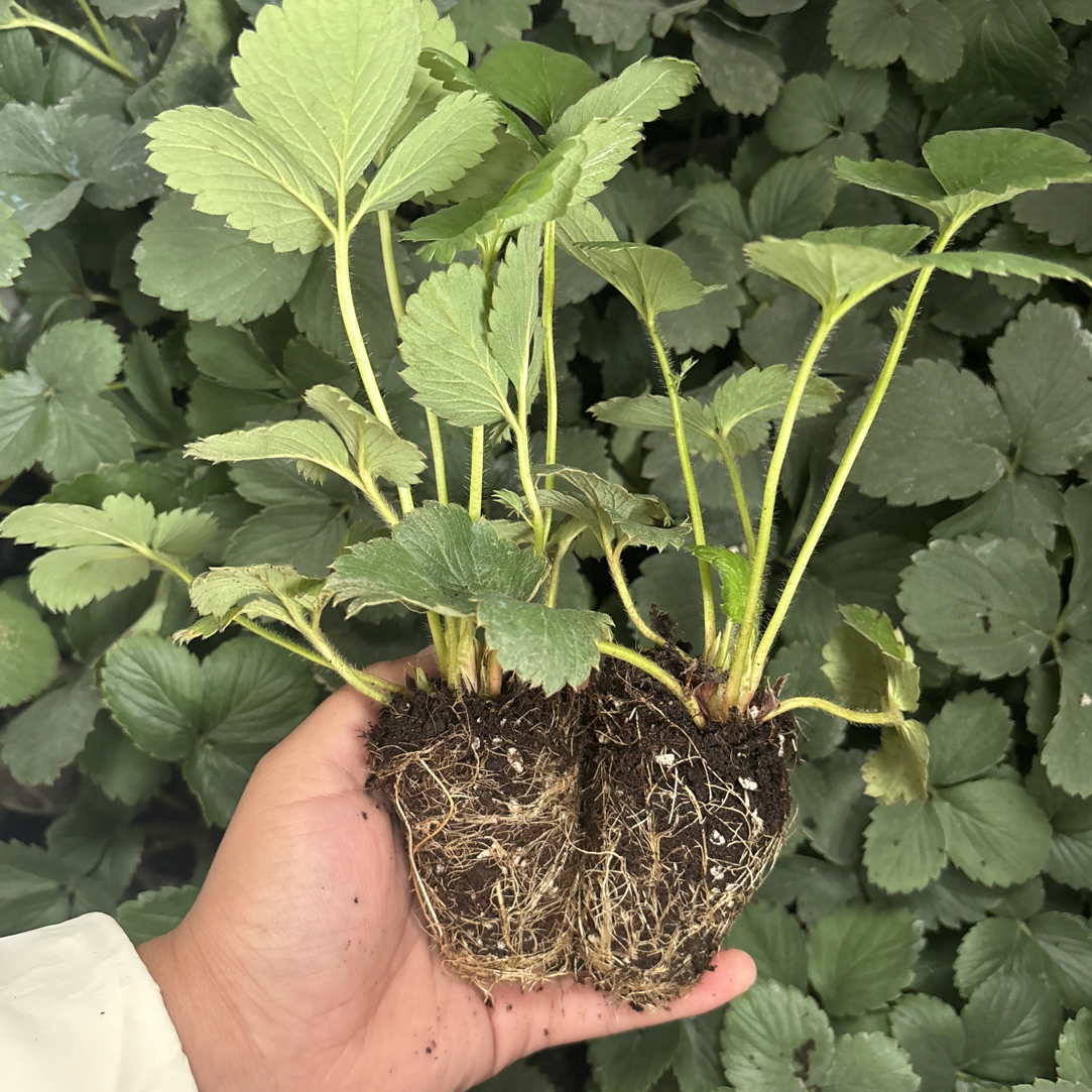 脱毒二代【穴盘苗】草莓苗有经验推奶油红颜丹东苗盆栽地栽南北种植
