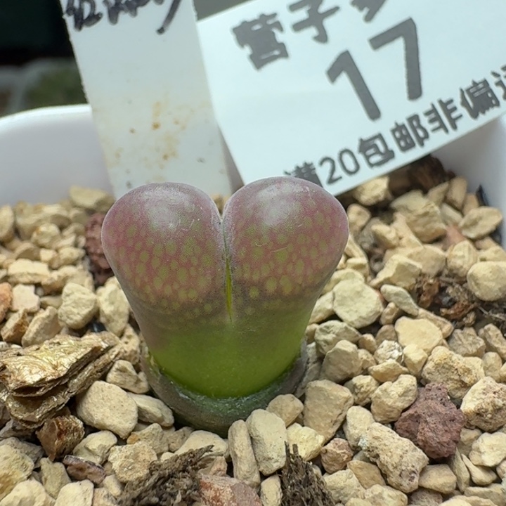 红流沙带盆土。            