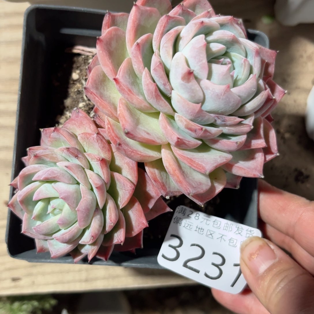 大3231（b f b c b n m