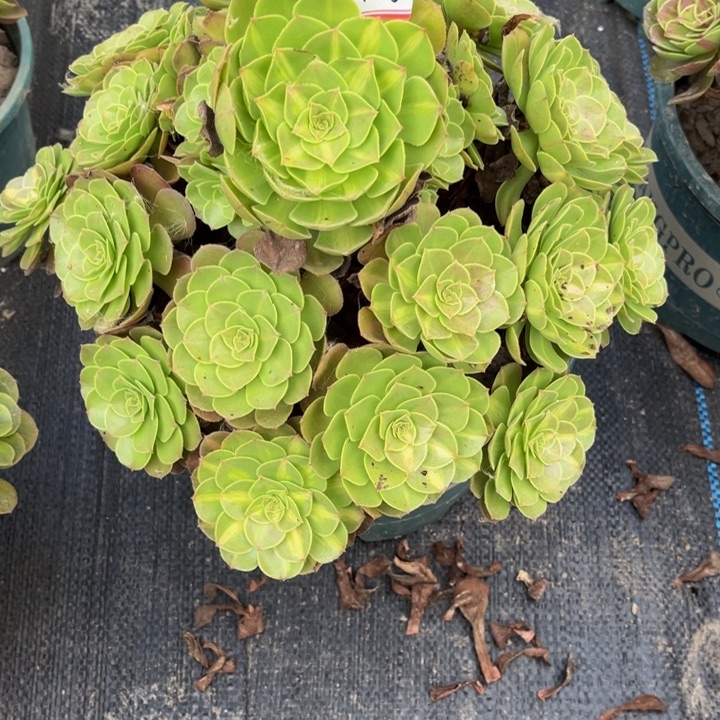 166多肉植物法师法师