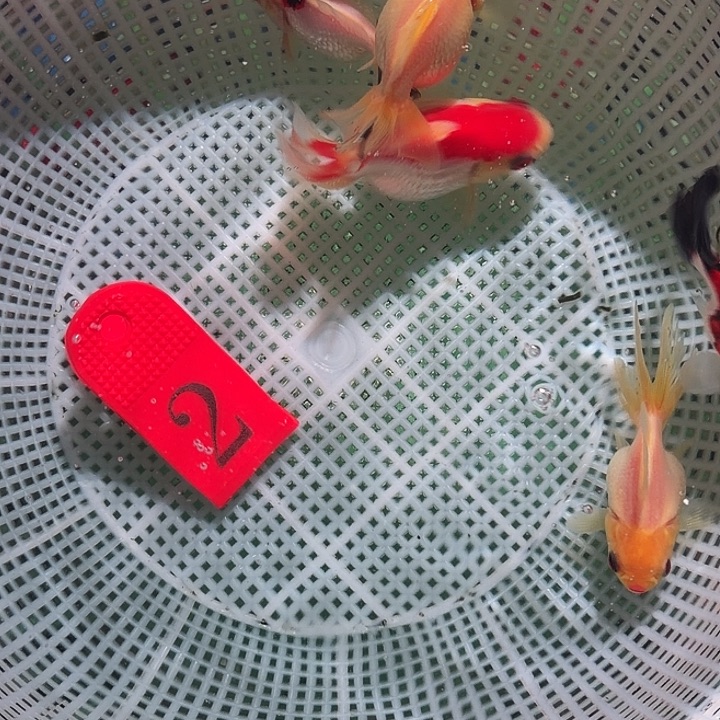 金鱼2号尺寸4-6公分区间