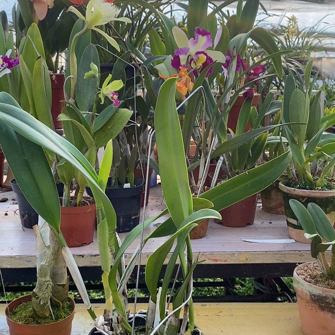 全部花苞大**点魔术师