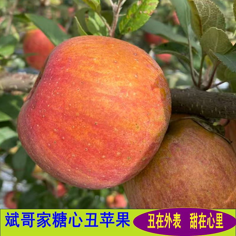 云南昭通高海拔冰糖心丑苹果现摘现发脆甜多汁  中通包邮