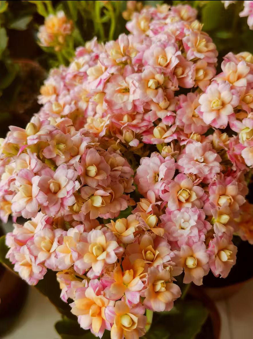 【雅典娜】110盆稀有品种长寿花